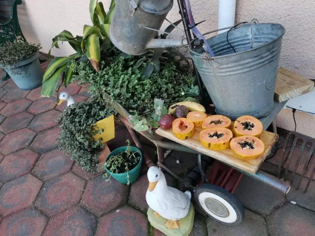 Une composition de plantes, de fruits coupés et d'une arrosoir sur un chariot.