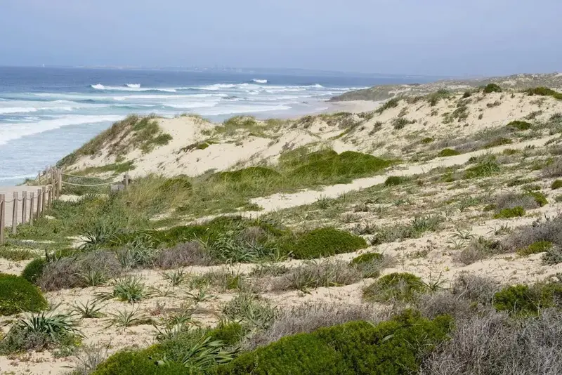 Paysage côtier avec dunes de sable et végétation luxuriante face à l'océan.