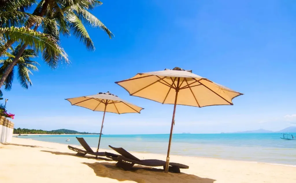 Transats et parasols sur une plage de sable fin bordée de palmiers.