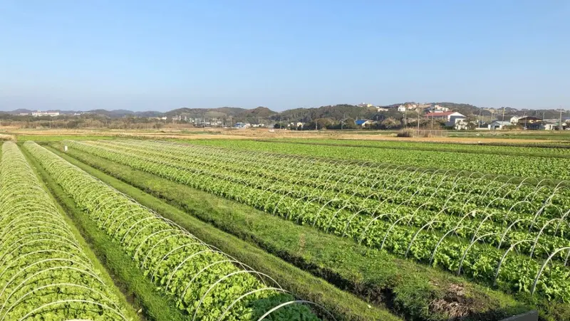 Champs agricoles verdoyants s'étendant vers des bâtiments au loin sous un ciel bleu.