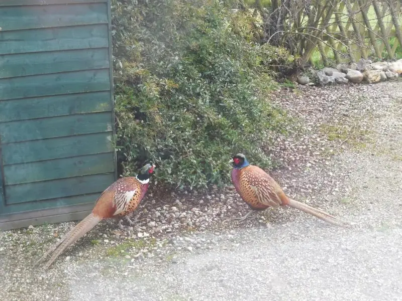 Pheasant Suites
