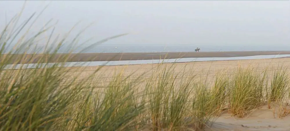 Plage de sable avec végétation balnéaire et vue sur la mer brumeuse.