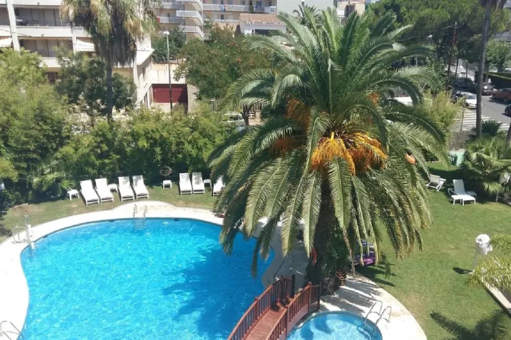 Une piscine rectangulaire avec des transats et un palmier.