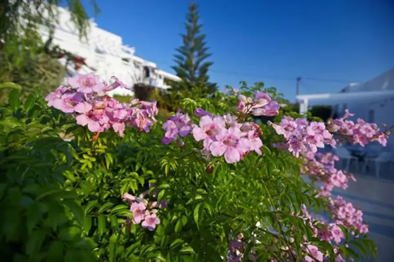 Fleurs roses en premier plan avec un bâtiment blanc et des arbres en arrière-plan sous un ciel bleu.