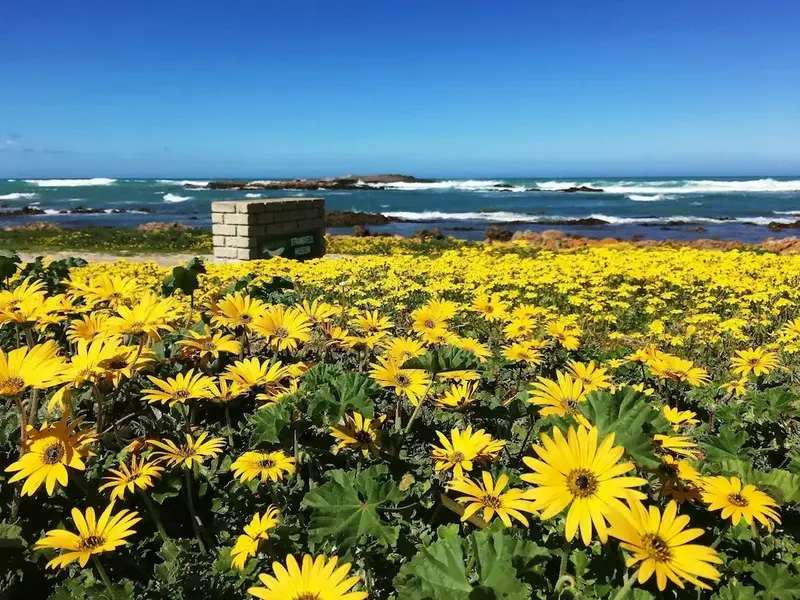 Un champ de fleurs jaunes ensoleillées s'étend jusqu'à la côte rocheuse et à la mer.