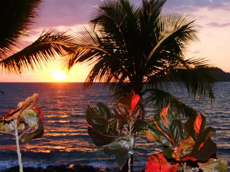 Coucher de soleil sur l'océan avec végétation tropicale au premier plan.