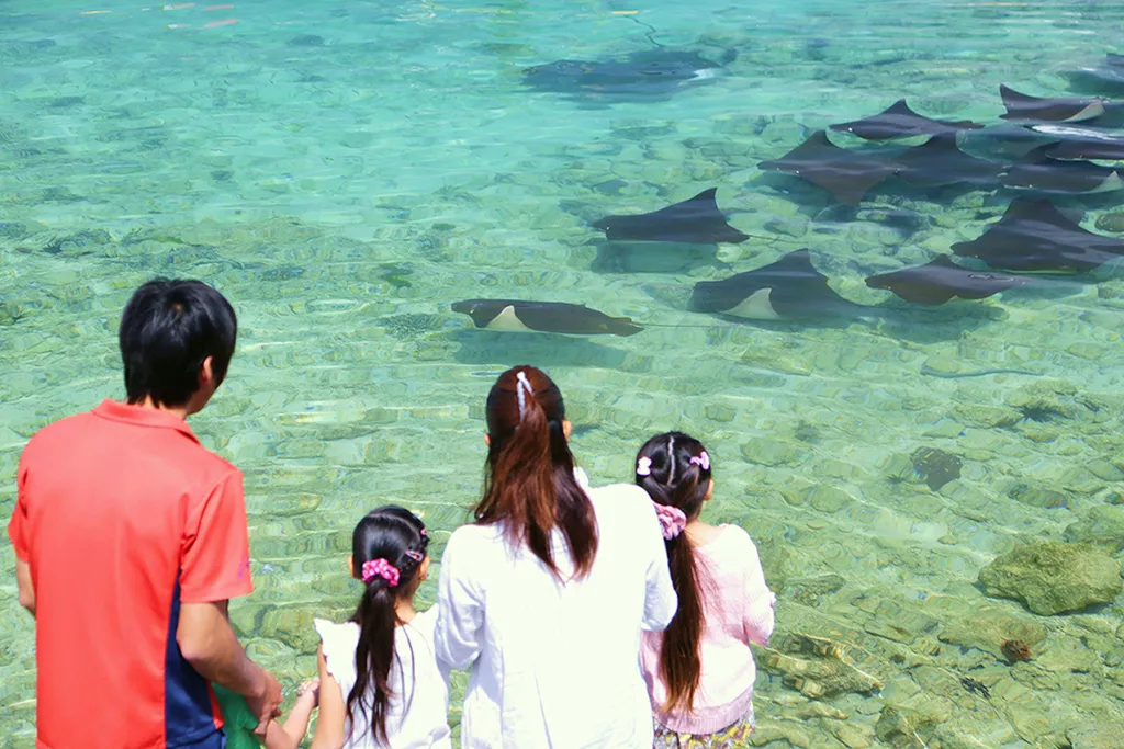 Des personnes observent des raies dans une eau turquoise et peu profonde.