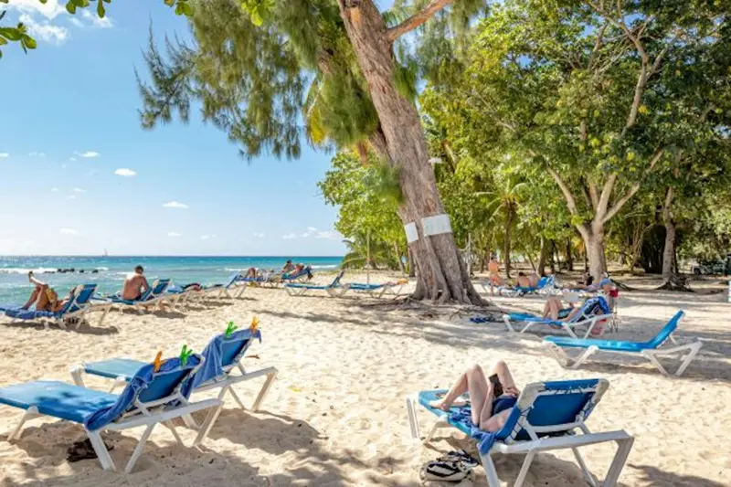 Transats bleus alignés sur une plage de sable fin bordée d'arbres verts.
