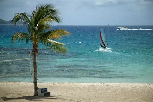 Une plage de sable clair avec un palmier et une personne pratiquant la planche à voile en mer.