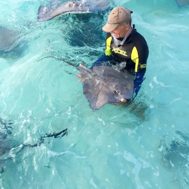 Une personne interagit avec des raies dans une eau turquoise.