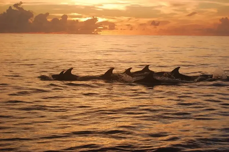 Un groupe de dauphins nage dans une mer calme au coucher du soleil.