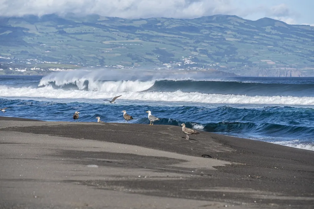 Une plage de sable sombre avec des vagues déferlantes et des oiseaux marins.