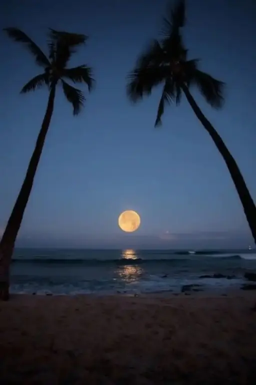 Une plage de sable avec des palmiers encadrant une pleine lune au-dessus de l'océan.