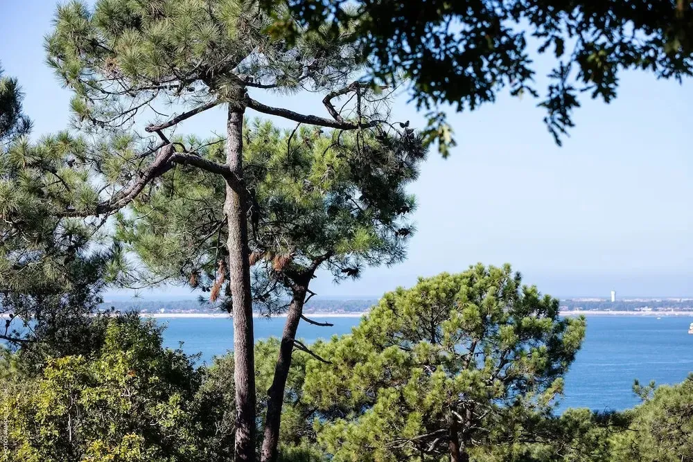 Vue sur la mer depuis un point de vue arboré.