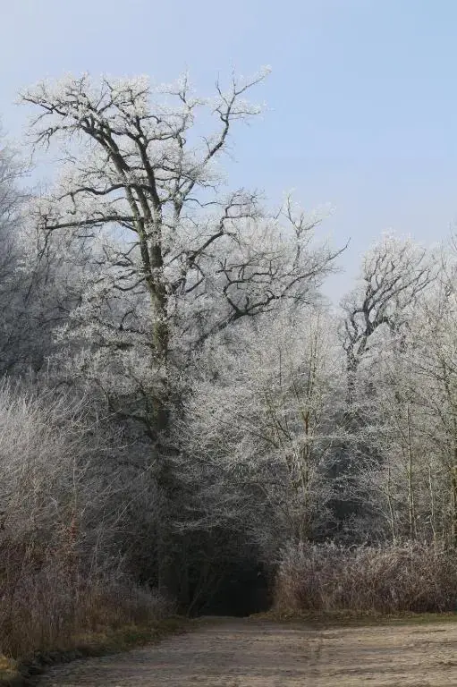 Chemin forestier bordé d'arbres givrés sous un ciel clair.