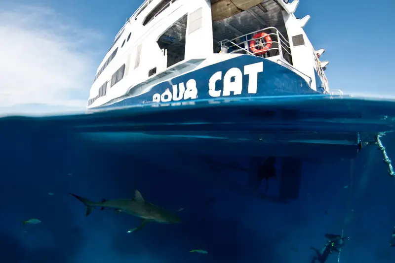 All Star Aqua Cat