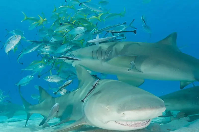 Bahamas Aggressor II