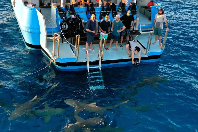 Dolphin Dream