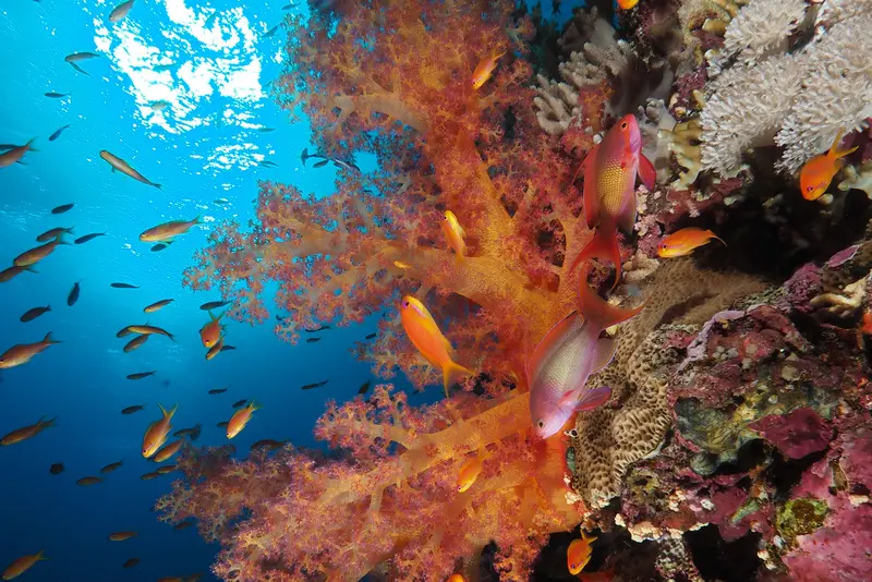 Red Sea Aggressor IV