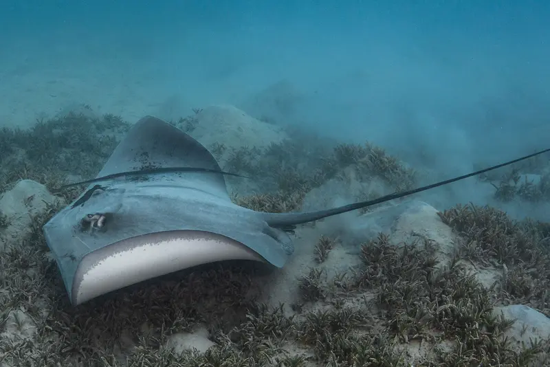 Red Sea Aggressor IV
