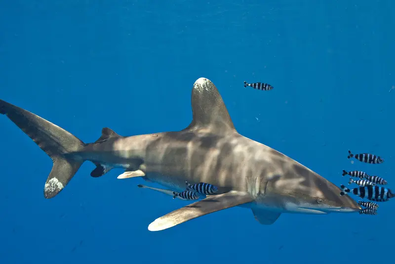 Red Sea Aggressor IV
