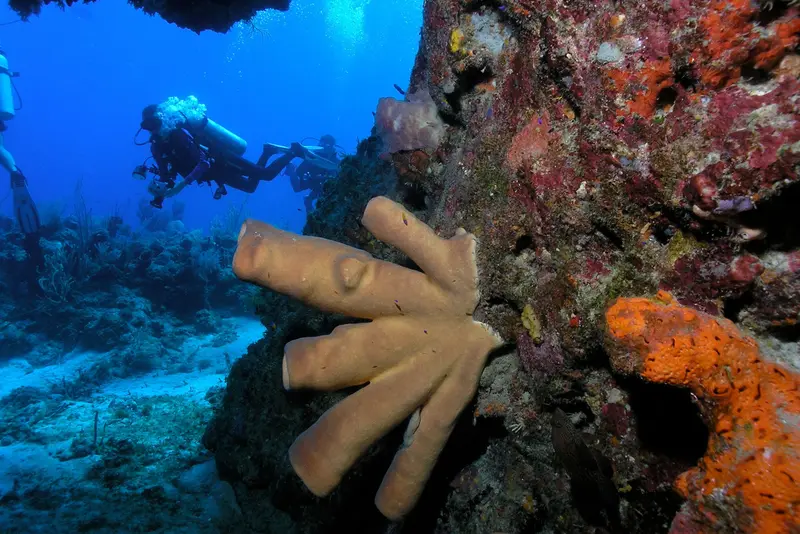 Roatan Aggressor