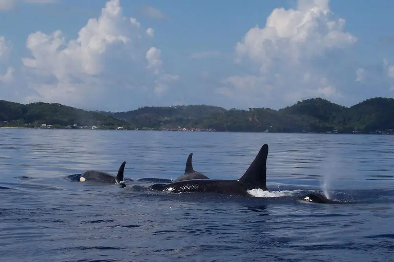 Roatan Aggressor
