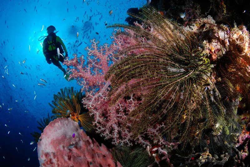 Febrina