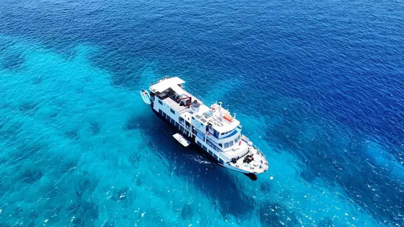Dolphin Philippines