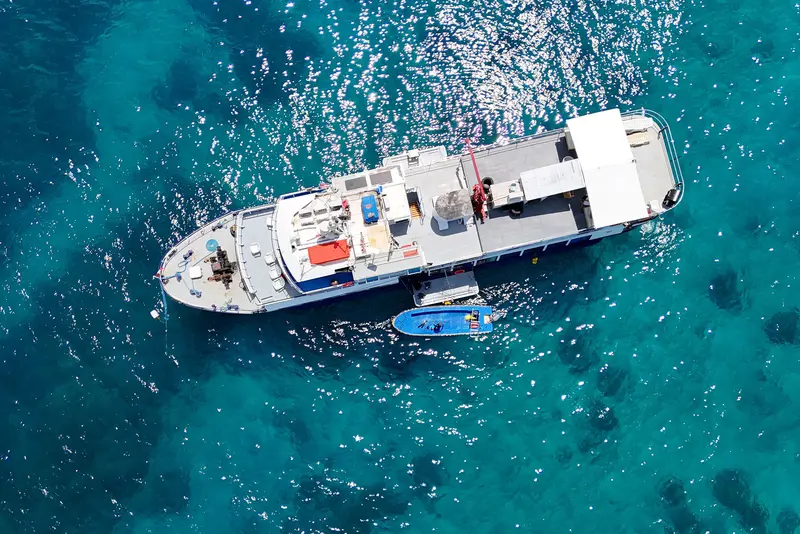 Dolphin Philippines