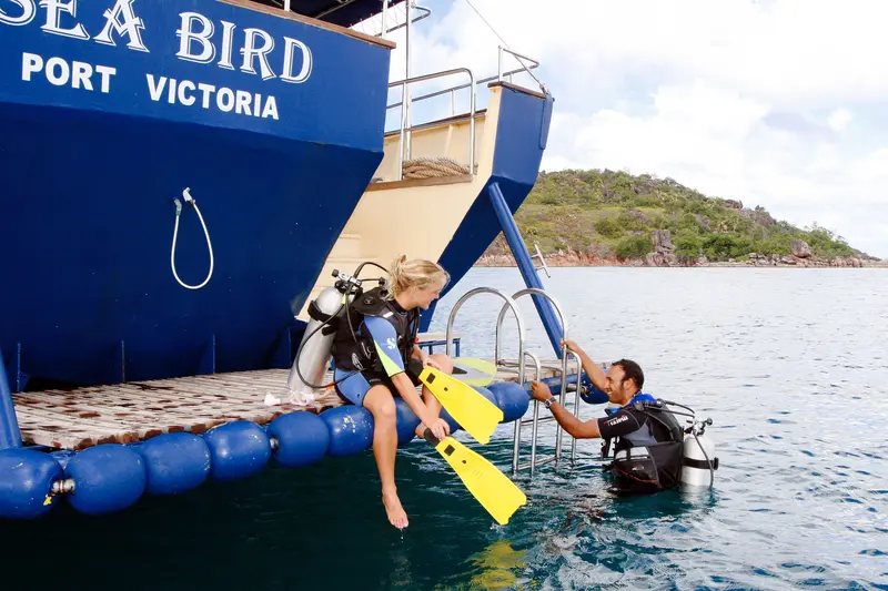 Sea Bird