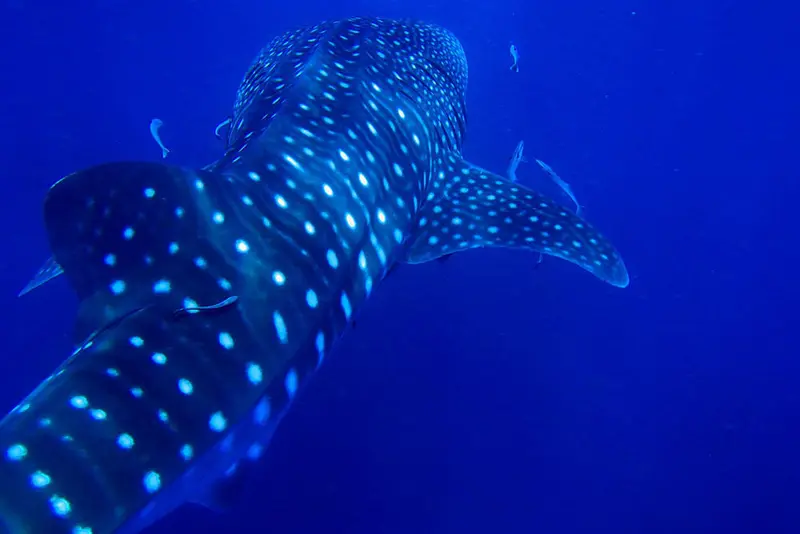 Gentle Giant