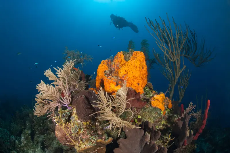Turks and Caicos Explorer