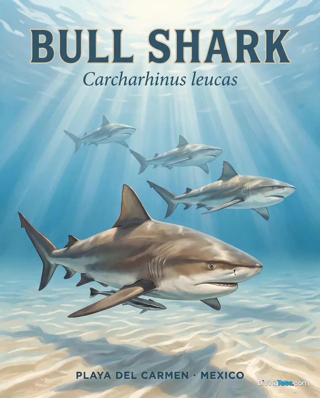 Bull Shark