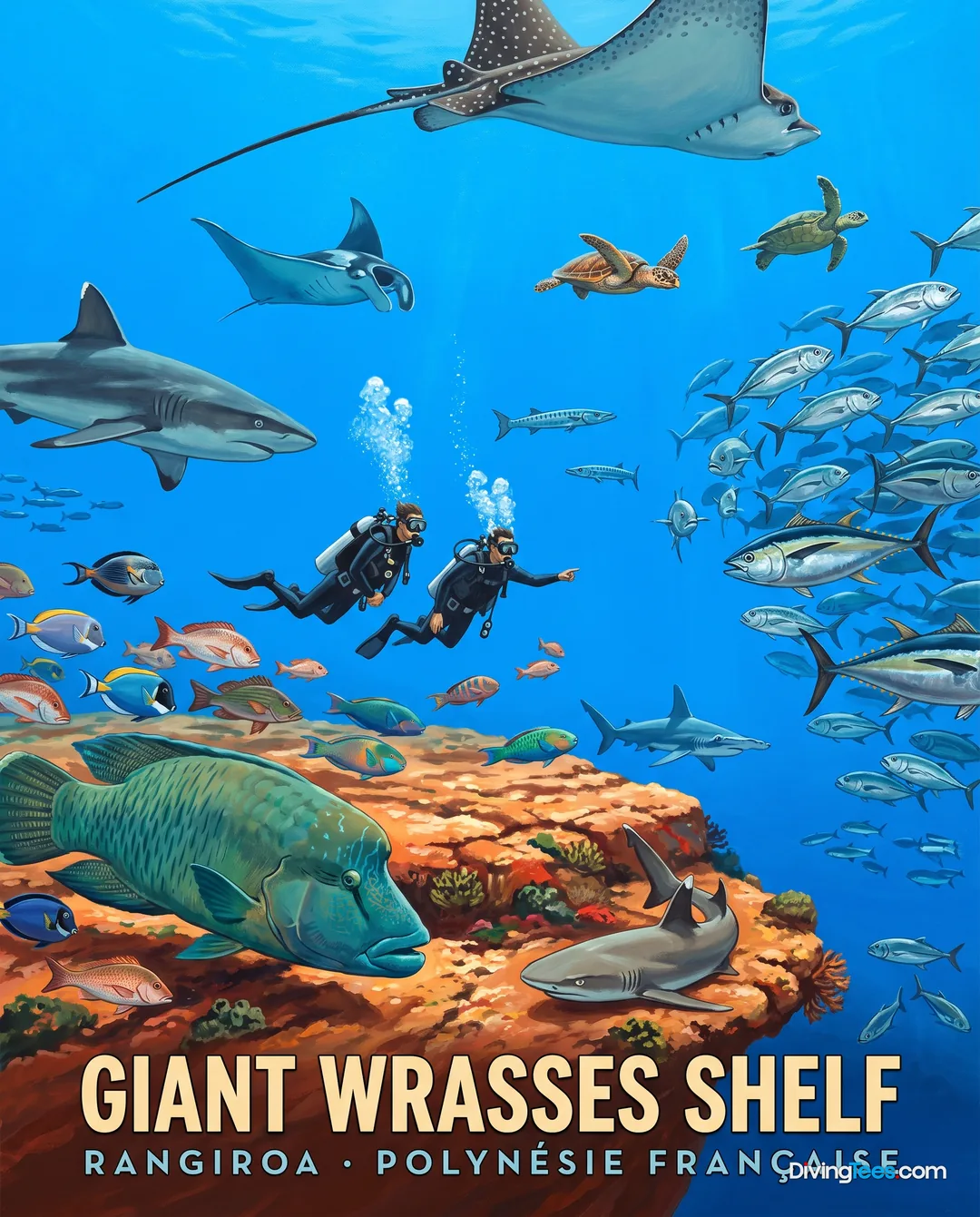 Giant Wrasses Shelf