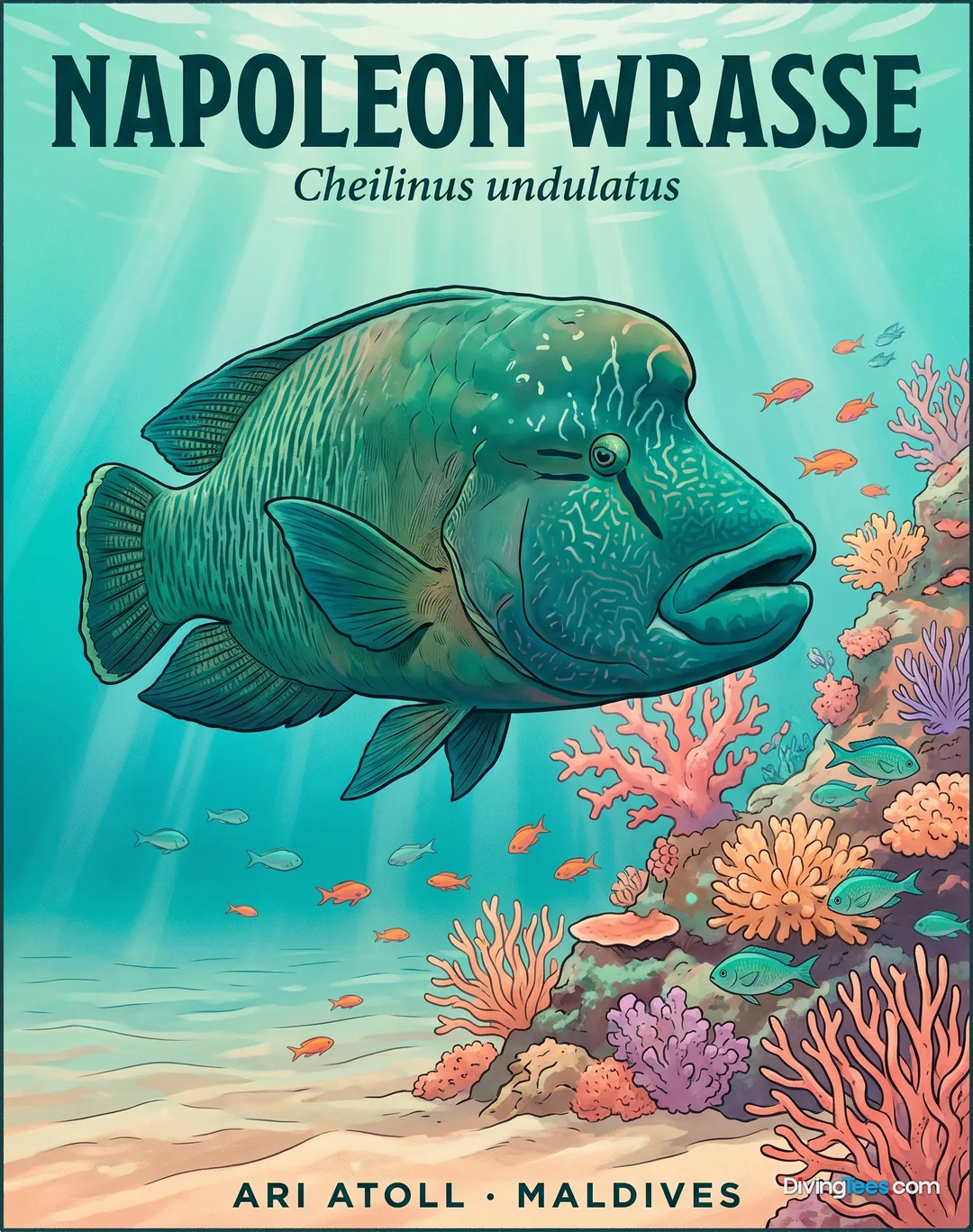 Napoleon Wrasse